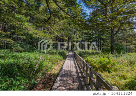 奥日光　小田代ヶ原　散策 104311824