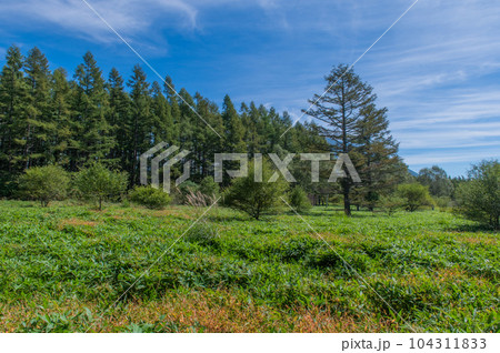 奥日光 小田代ヶ原 散策 奥日光 小田代ヶ原 散策 104311833