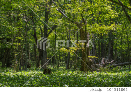 奥日光　小田代ヶ原　散策 104311862