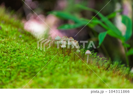 奥日光　小田代ヶ原　散策 104311866