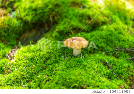 奥日光 小田代ヶ原 散策 奥日光 小田代ヶ原 散策 104311905
