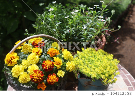 黄色い花の寄せ植え&寄せ鉢 黄色い花の寄せ植え&寄せ鉢 104312358