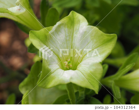 ペチュニア純翠のさわやかな花びら 104312364