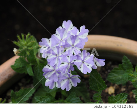 スーパーバーベナのさわやかな花 104312365