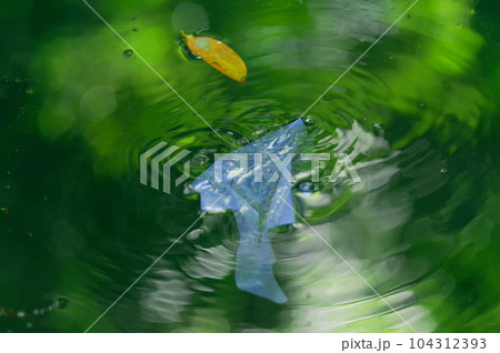 八重垣神社の鏡の池の占い 八重垣神社の鏡の池の占い 104312393
