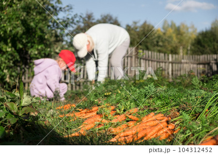Grandmother and granddaughter harvesting carrots in the garden on late summer weekend. Organic farm food harvest concept. Fresh vegetables. 104312452
