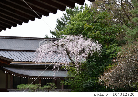 熱田神宮、斎館・勅使館前の桜 104312520