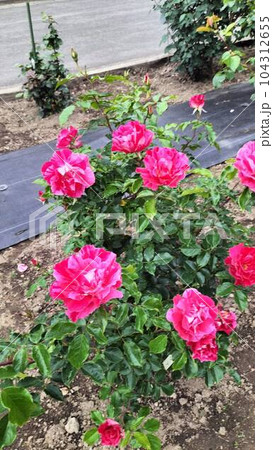 花 花 104312655
