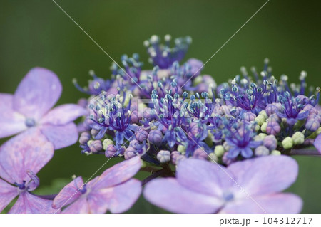 紫色のガクアジサイの両性花 紫色のガクアジサイの両性花 104312717