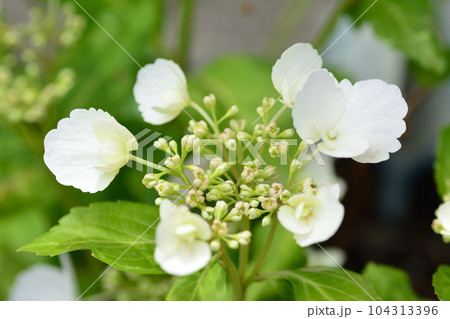 紫陽花 紫陽花 104313396