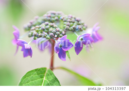 紫陽花 舞姫 紫陽花 舞姫 104313397