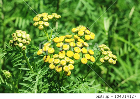 とても小さな菊 ヨモギギク（蓬菊） 104314127