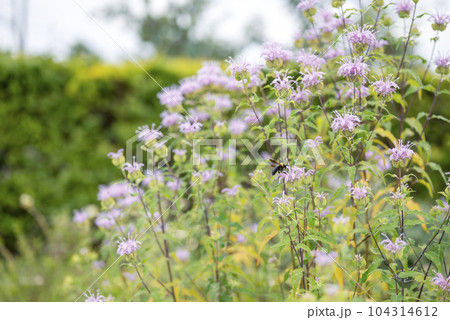 モナルダの花 夏の花 イメージ 104314612