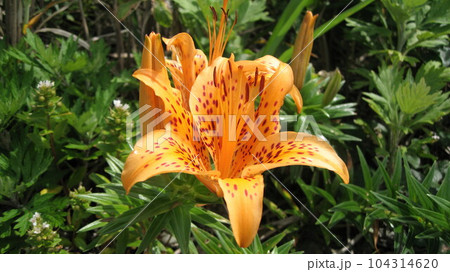 岩ユリの花 104314620