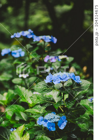 ガクアジサイと雨の雫 　d-4 フィルム調 104314675