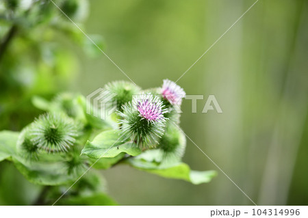 ゴボウ（牛蒡）の花と蕾 104314996