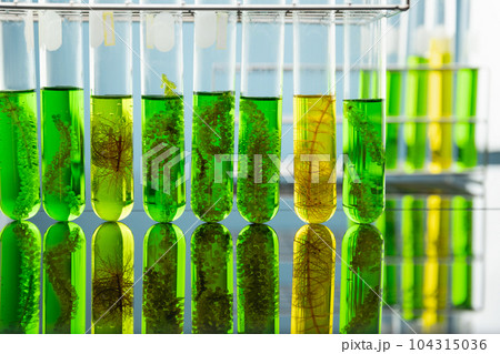 Algae fuel biofuel industry lab researching for alternative to fossil algae fuel or algal biofuel. 104315036