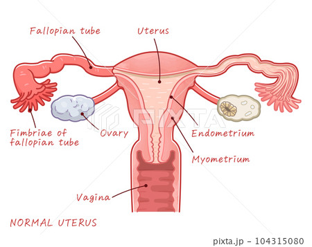 Normal uterus、ovary、uterus、illustration、子宮 Normal uterus、ovary、uterus、illustration、子宮 104315080