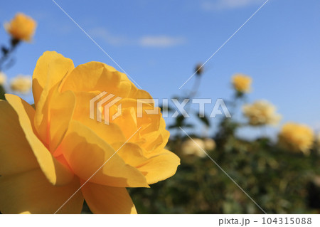 黄色が鮮やかな薔薇 104315088