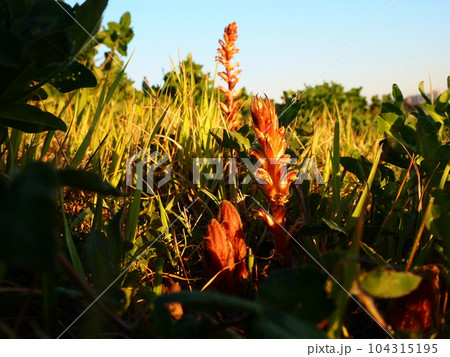 埼玉県川口市の荒川の土手に発芽したヤセウツボ 104315195