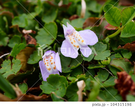 埼玉県川口市の荒川の河川敷に咲くトキワハゼの花 埼玉県川口市の荒川の河川敷に咲くトキワハゼの花 104315198
