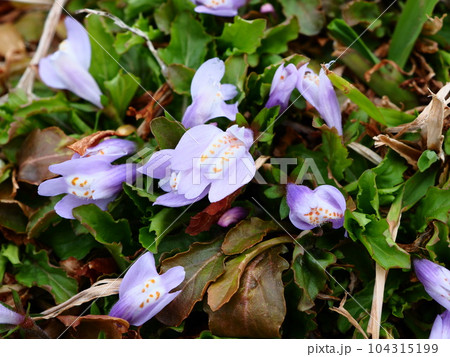 埼玉県川口市の荒川の河川敷に咲くトキワハゼの花 埼玉県川口市の荒川の河川敷に咲くトキワハゼの花 104315199