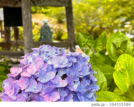 【千葉県南房総市】6月の日運寺 梵鐘とアジサイ 房総のあじさい寺 【千葉県南房総市】6月の日運寺 梵鐘とアジサイ 房総のあじさい寺 104315384