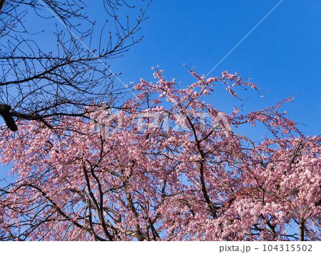 サクラの花 104315502