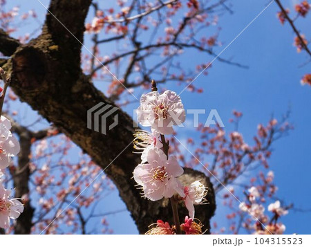 ブンゴの花 104315523