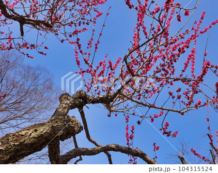 ベニチドリの花 ベニチドリの花 104315524