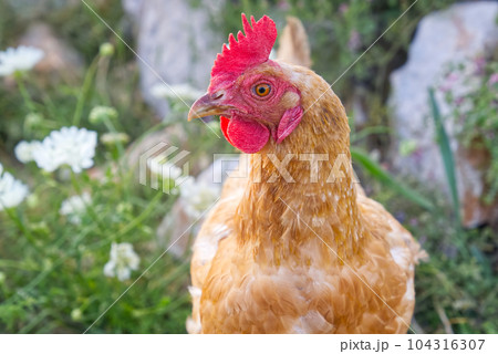 Happy hen in the organic chicken farm Eco farming. A close up look of healthy Chicken or hen. Happy hen in the organic chicken farm Eco farming. A close up look of healthy Chicken or hen. 104316307
