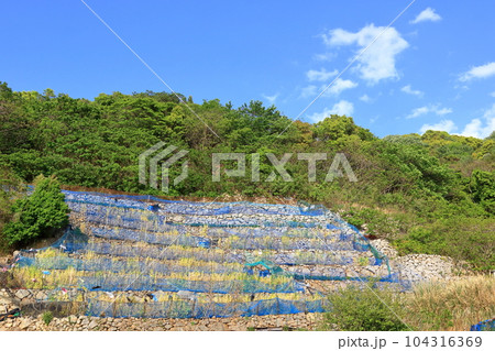 美しい模様のような鹿島の段々畑 104316369
