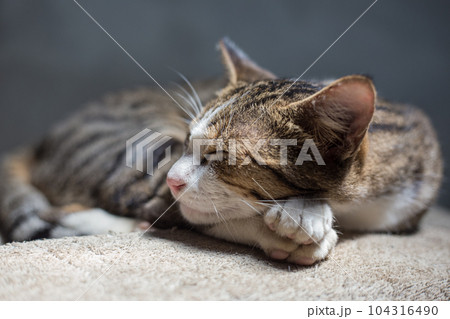 Traditional asian brown cat sleep on blanket 104316490