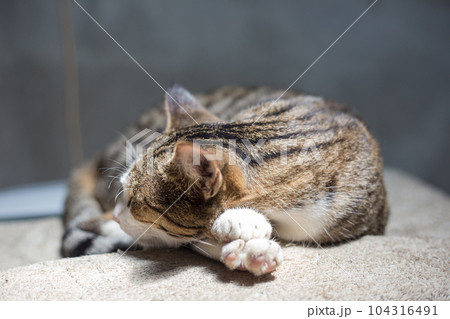 Traditional asian brown cat sleep on blanket 104316491