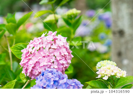 京都市伏見区の藤森神社の紫陽花まつり 本紫陽花(色とりどり) 京都市伏見区の藤森神社の紫陽花まつり 本紫陽花(色とりどり) 104316590
