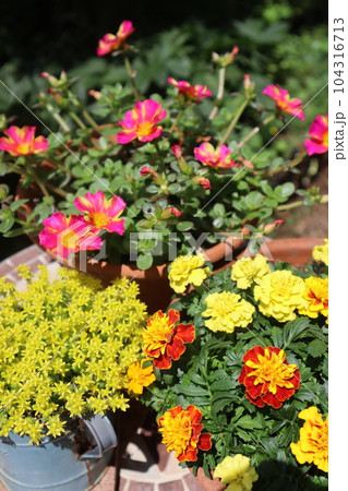 夏の花の寄せ鉢 104316713