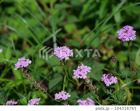 ヒメビジョザクラ（バーベナ） 104316765