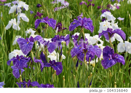 満開の花菖蒲 東京 満開の花菖蒲 東京 104316840