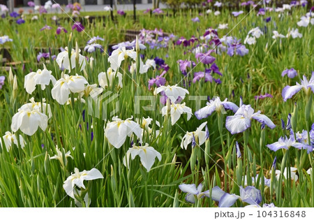 満開の花菖蒲　東京 104316848