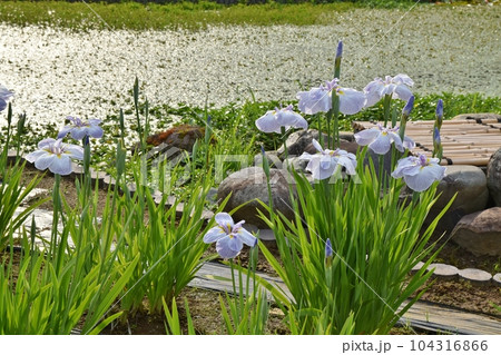 夕陽を浴びる花菖蒲 東京 夕陽を浴びる花菖蒲 東京 104316866