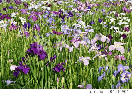 夕陽を浴びる花菖蒲 東京 夕陽を浴びる花菖蒲 東京 104316904