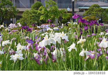 夕陽を浴びる花菖蒲 東京 夕陽を浴びる花菖蒲 東京 104316910