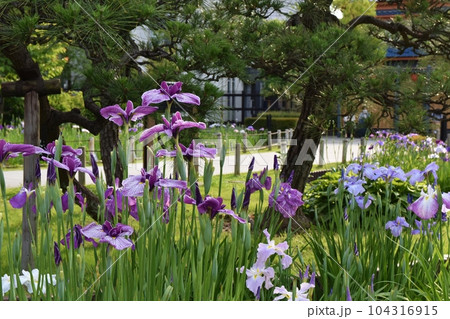夕陽を浴びる花菖蒲　東京 104316915