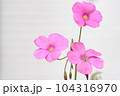 ピンクのオキザリス（カタバミ）の花 104316970