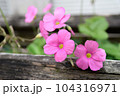 道端のピンクのオキザリス（カタバミ）の花 104316971