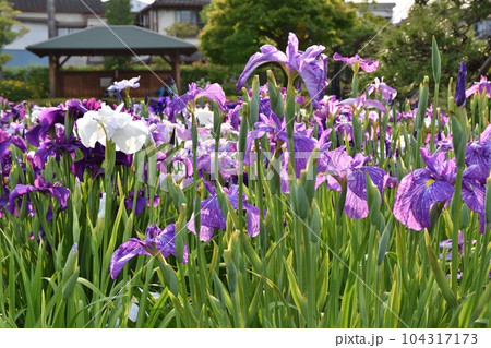 色とりどりの花菖蒲　東京 104317173