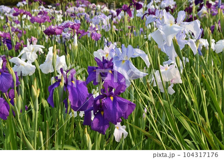 色とりどりの花菖蒲 東京 色とりどりの花菖蒲 東京 104317176