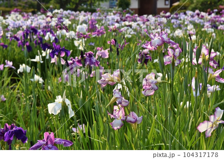 色とりどりの花菖蒲 東京 色とりどりの花菖蒲 東京 104317178