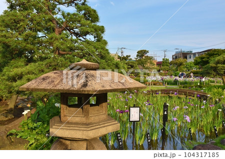 夕方の堀切菖蒲園 東京 夕方の堀切菖蒲園 東京 104317185