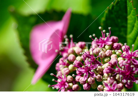 ピンクの額紫陽花 104317619